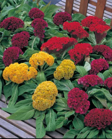 Celosia SA