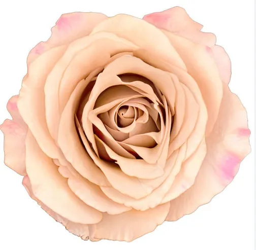 Garden Rose - Moccachino